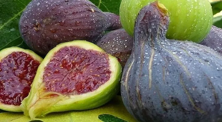Cómo ganarle a la diabetes, triglicéridos, colesterol y ulceras con la increible fruta de higo y sus hojas