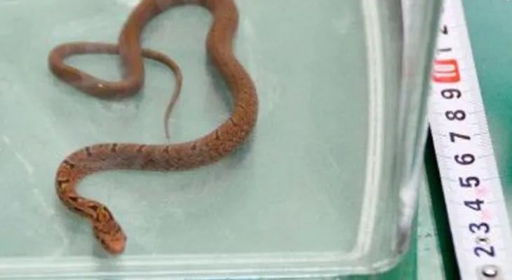 ¡Serpiente a bordo! Pasa en las películas, pasa en la vida real... en México