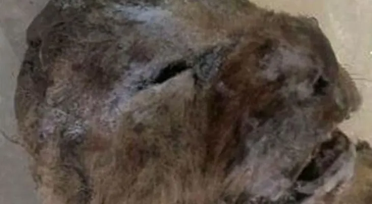 Hallan dos leones cavernarios congelados hace 10 mil años