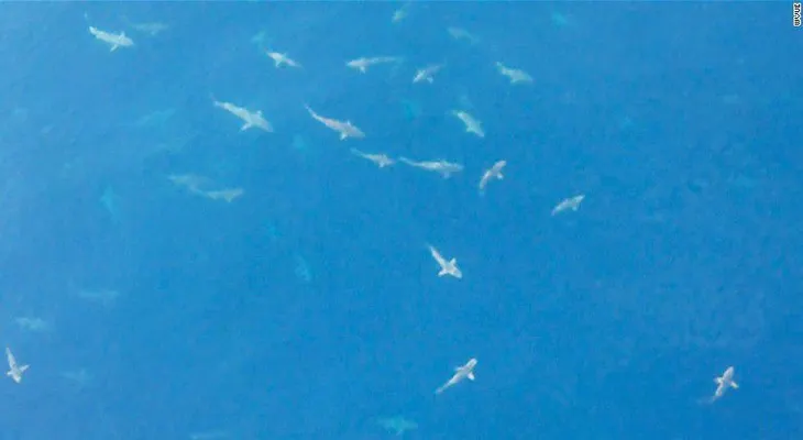 Playas de Florida están repletas de tiburones