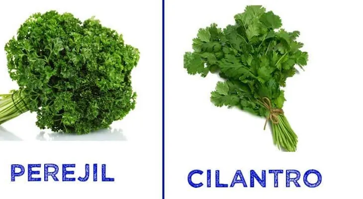 Por que no me lo dijeron antes: El cilantro y el perejil te salvan de la diabetes, hígado, riñones, páncreas, vista y colesterol
