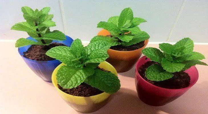 Esta planta alejará para siempre de la casa las arañas y otros insectos 