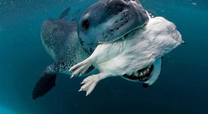 Un fotógrafo se encuentra con el depredador más feroz de la Antártida