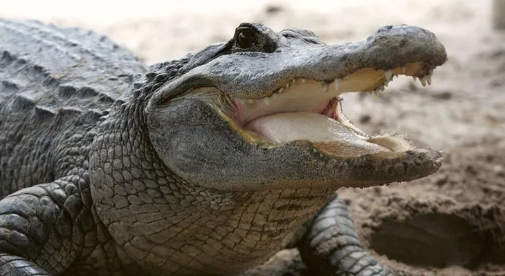Serpiente venenosa muerde hombre que observaba caimán en Florida 