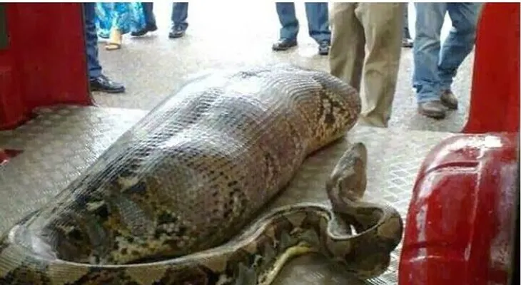 Famosa Anaconda en la india, mira lo que se traga (Video)