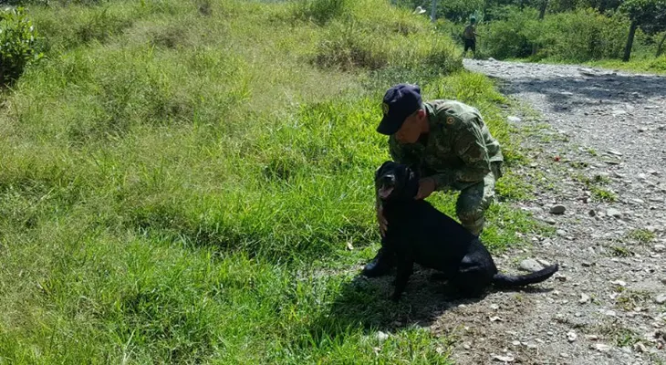 Perro antiexplosivos muere y le salva la vida a 30 soldados de una mina antipersonal en Cauca