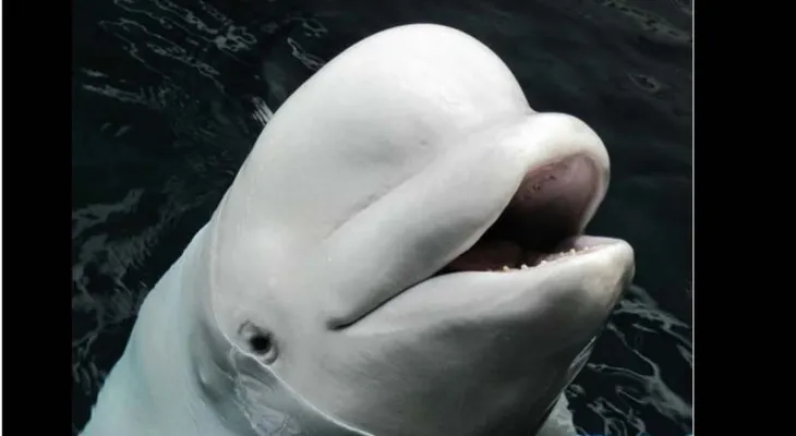Murió súbitamente Maris, la ballena beluga más querida del acuario de Georgia