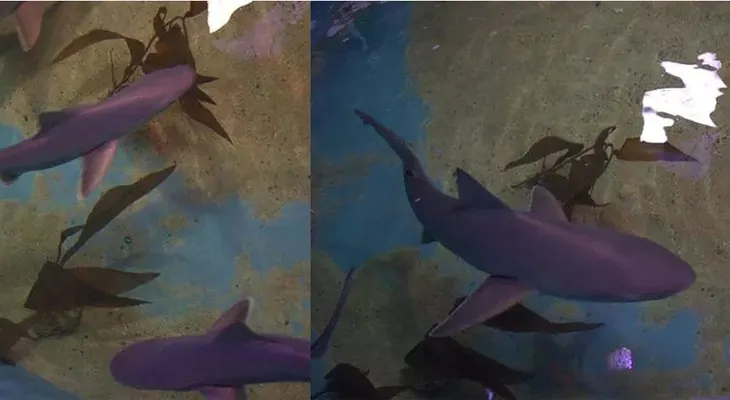 Hallan familia con 10 tiburones como mascotas en una casa en NY
