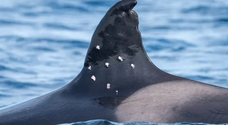 La orca más longeva del Estrecho de Gibraltar aparece con heridas de perdigones y alerta a los científicos