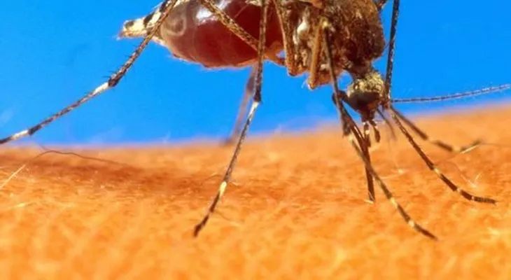 Salud Pública dice han bajado casos sospechosos de fiebre Chikungunya 