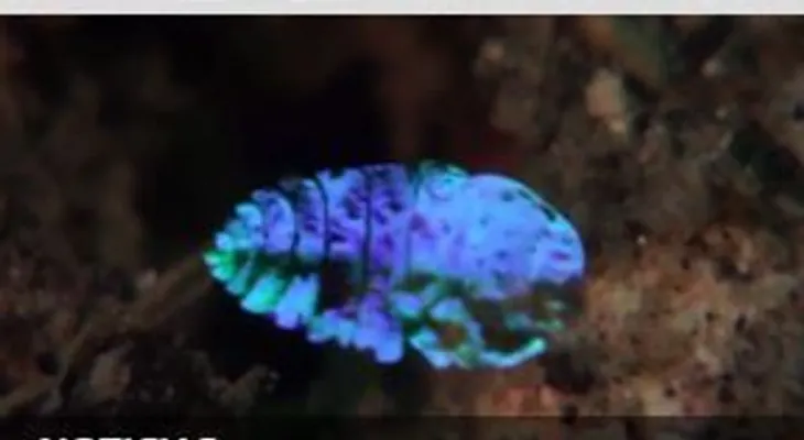 Gran descubrimiento de un animal que se vuelve invisible  (VIDEO) 