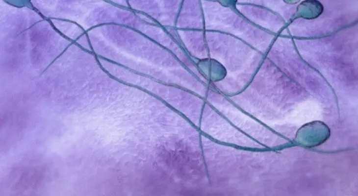 Factores que debilitan la calidad del semen