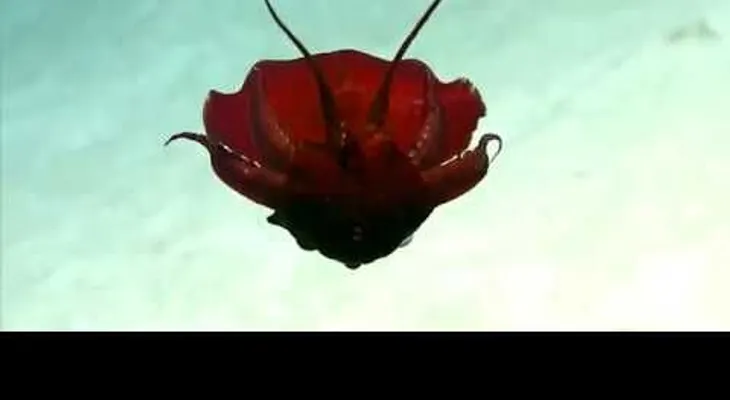 Una "extraña" criatura en el golfo de México. ¿Qué diablos fue eso? (+Video)