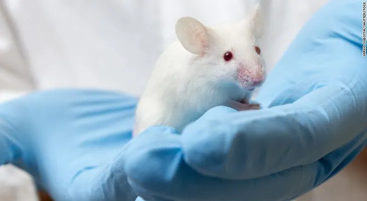 A los ratones con zika se les encogen los testículos; ¿y a los hombres?