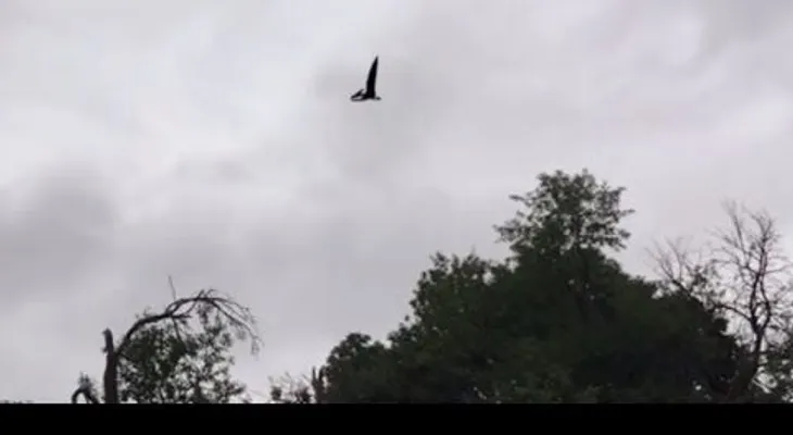 Graban a un 'pterodáctilo' sobrevolando Ohio; aseguran es un murciélago (VIDEO)