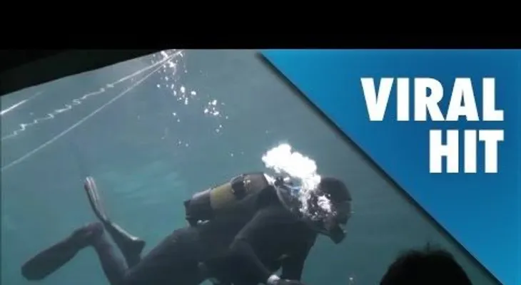 Una tiburón casi le arranca un brazo a un buzo (FUERTES IMÁGENES)