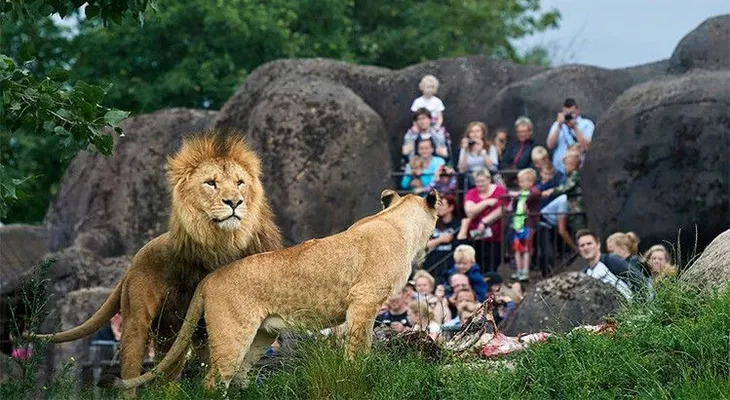 Un zoológico danés mata un león e invita a los niños a ver su disección