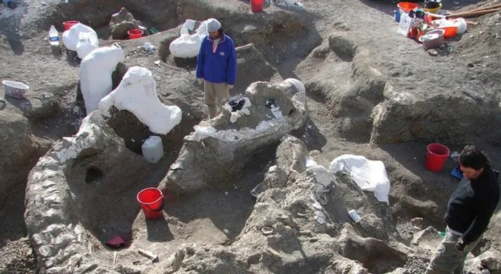 Llaman "Dreadnoughtus" a nuevo dinosaurio, que significa "no teme a nada"