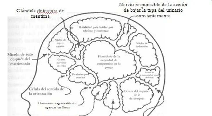 Científicos convierten un cerebro femenino en masculino