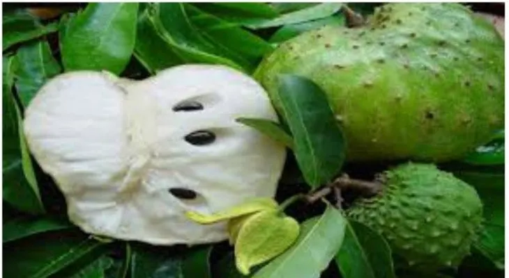 Conoce la fruta más potente del MUNDO para matar el cáncer que la quimioterapia (VIDEO)