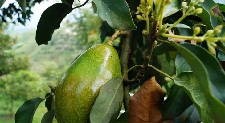 Hombre atraca dos bancos haciendo pasar aguacates como granadas 