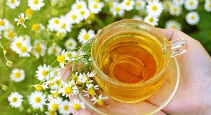 Conoce las bondades de la manzanilla