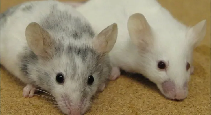 Hallan nuevas combinaciones de fármacos contra el tumor cerebral en ratones