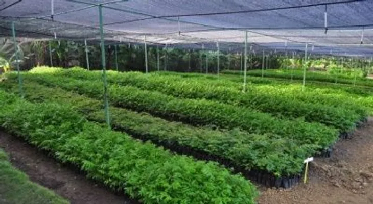 MA producirá este año 30 millones de árboles para garantizar demanda de reforestación local