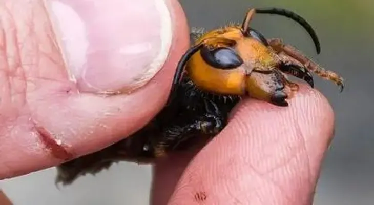 La lucha a muerte entre un ratón y un avispón asesino, el insecto invasor que preocupa a EEUU