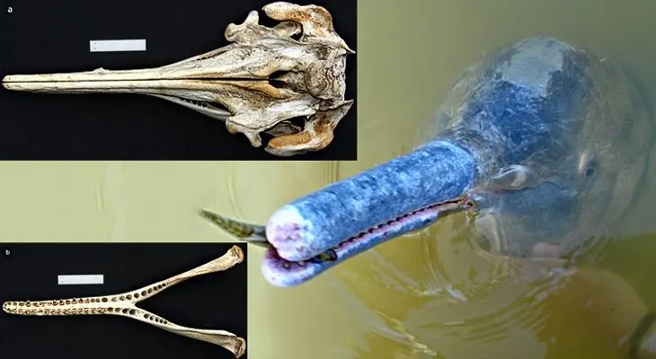 Descubren nueva especie de delfines en Brasil