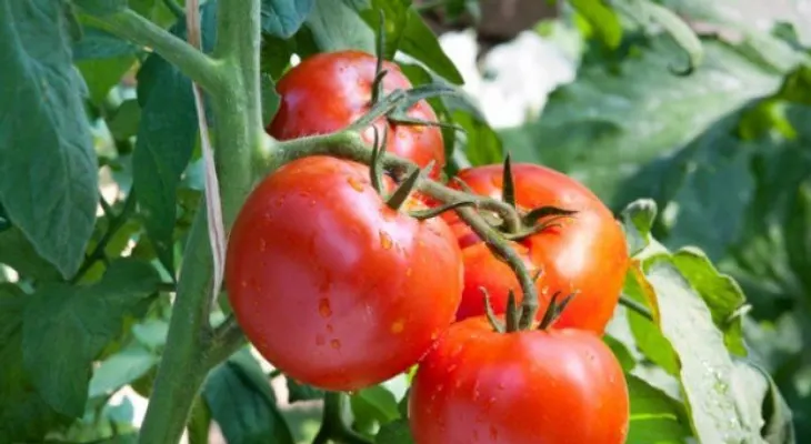 Vegetales tóxicos que probablemente comes cada día