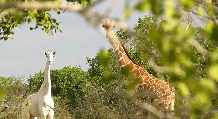 La preciosa jirafa blanca que enamora al mundo