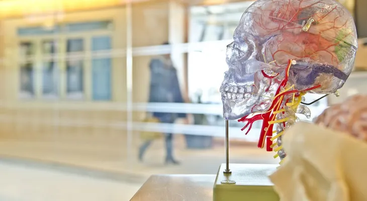  El cerebro humano se actualiza para acostumbrarse a lo inesperado 