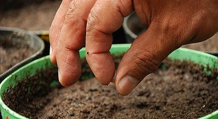 Un doctor revela que estas plantas ayudan a curar todas las enfermedades 