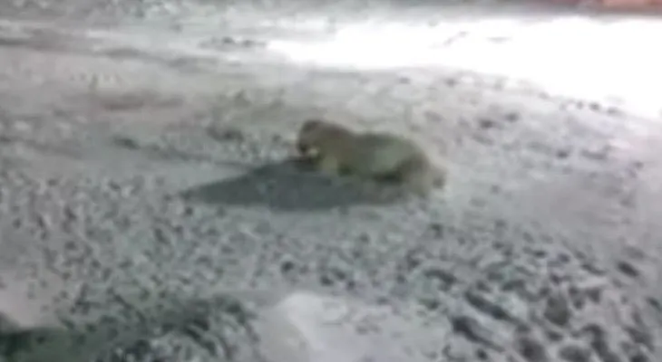 Fuertes imágenes: un oso polar agoniza tras comer petardos en el Ártico ruso (VIDEO)