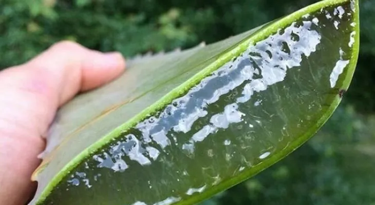 ¿Cómo hacer crecer mi cabello con sábila?