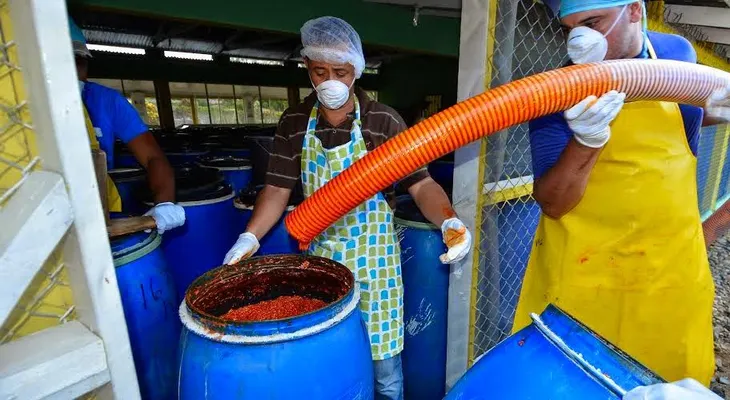 Inicia exportación de ají tabasco para Estados Unidos