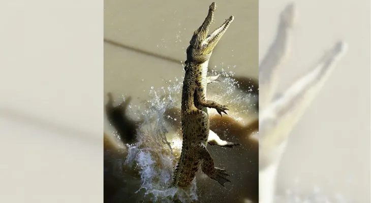 El increíble salto a propulsión de un cocodrilo por fuera del agua