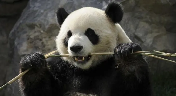 China prohíbe que los osos pandas hagan pronósticos del Mundial