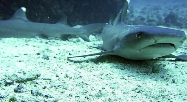 Grupo de tiburones se acercan a la orilla en playa de Miami
