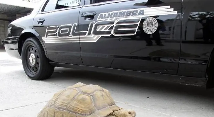 Hallan tortuga gigante en calle de California 
