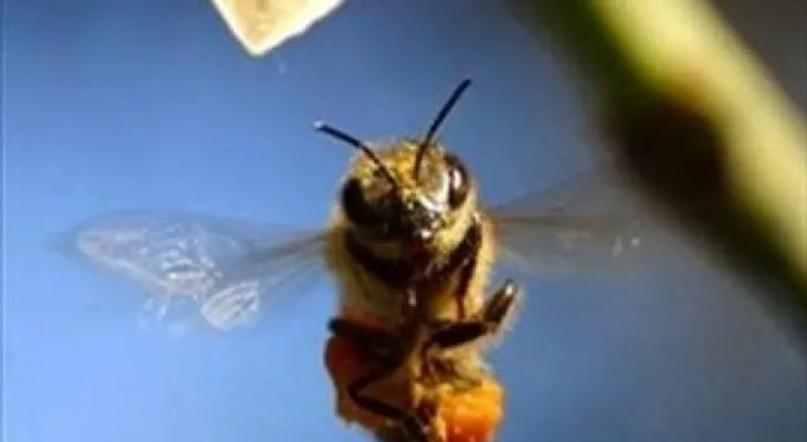 Venezuela: enjambre de abejas ataca a más de 30 personas 