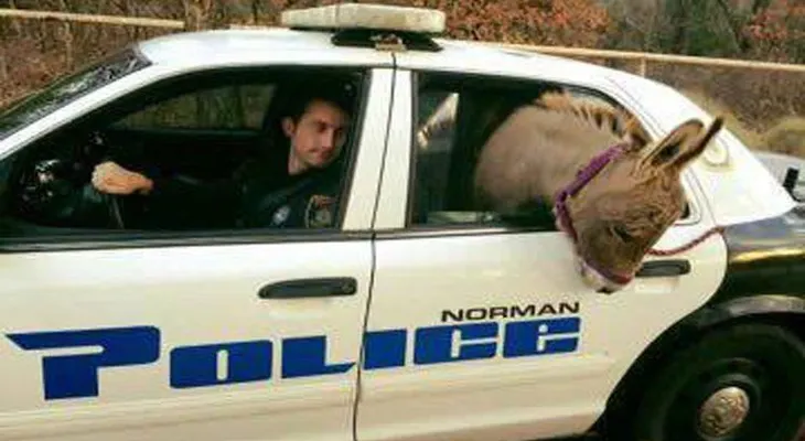 Policía detiene a un burro por escapar de su recinto