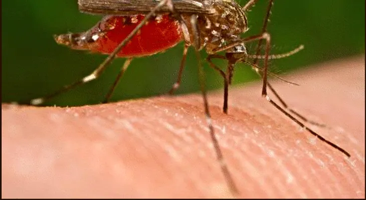 ¿Lo que debe saber del  virus sin cura de la chikungunya que se propaga por América?  