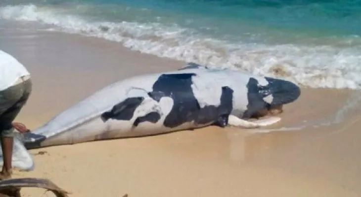 Hallan muerto a un ballenato en playa de Samaná