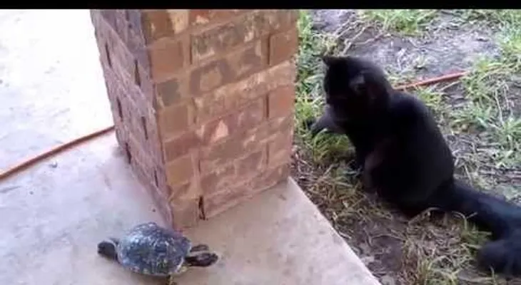 Un video de un gato y una tortuga enamora a miles de usuarios