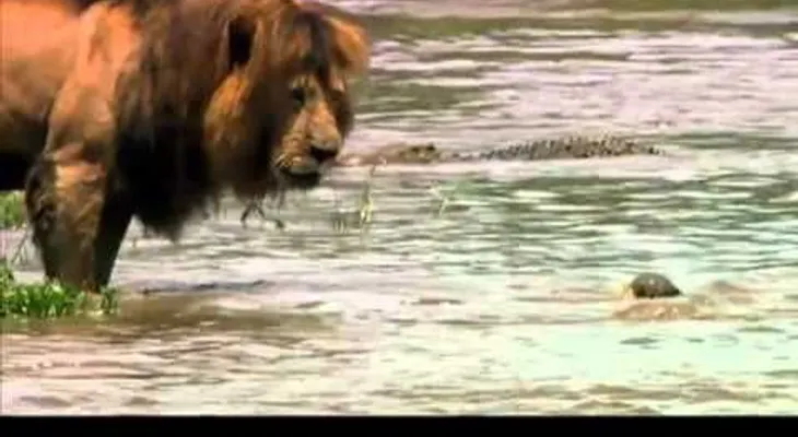 Video: Un león intimida a los cocodrilo