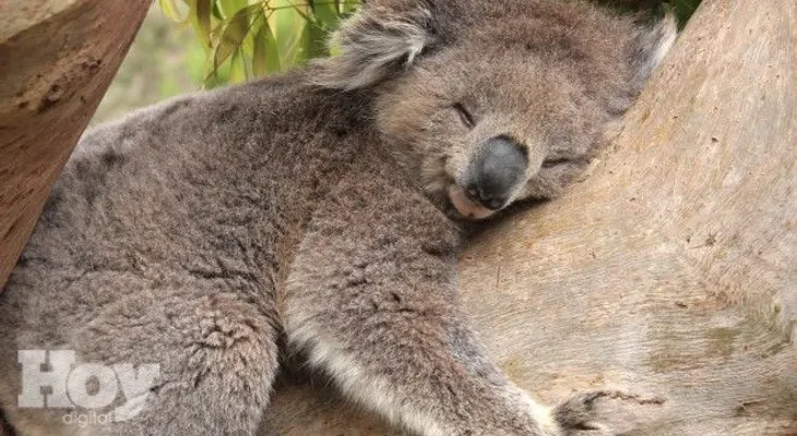 El animal que casi no bebe agua y no suda