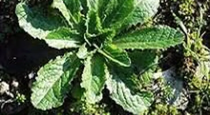 La lechuga silvestre sirve como analgésico y aparece en el patio trasero