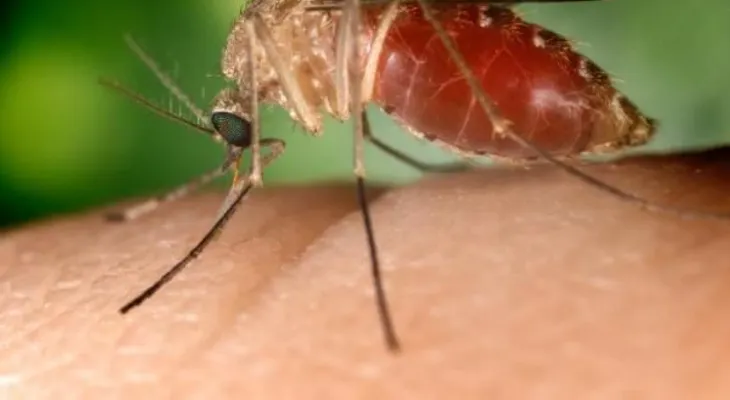 Los mosquitos no siempre desearon la sangre humana